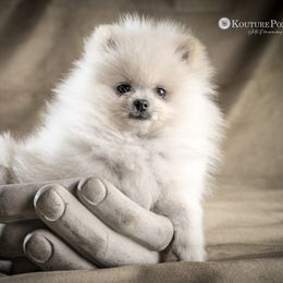 Pomeranian Puppies from Kouture Pomeranians