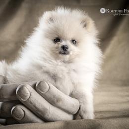 Pomeranian Puppies from Kouture Pomeranians