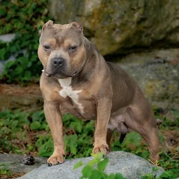 American Bullies and Chinese Cresteds from Bent River Kennel