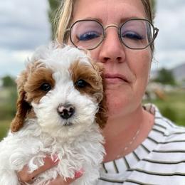 Mater - Blenheim male Cavapoo puppy in Mona, Utah from Hearts Full of Puppies