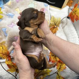 Boy 1 Cocoa blue collar - Chocolate and tan male Dachshund puppy in Oscoda, Michigan from Northland Dachshunds