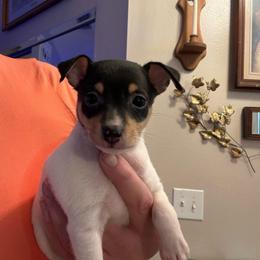 Pup L1 - White black and tan male Toy Fox Terrier puppy in Clermont, Florida from Debbie Hiles's Toy Fox Terriers