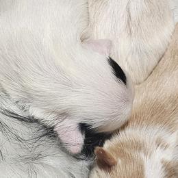 Yorkshire Terriers from Royal Beauties Yorkies of Atlanta