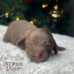 Holly - Chocolate and cream female Dachshund puppy in Payette, Idaho from NT Mini Doxies