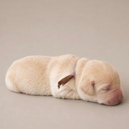 Light Purple - Yellow female Labrador Retriever puppy in Archer Lodge, North Carolina from Archer Lodge Labradors