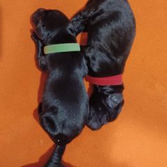 Flat-Coated Retriever Puppies from Midnight Oaks
