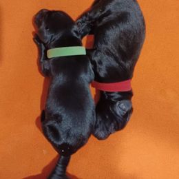 Flat-Coated Retriever Puppies from Midnight Oaks