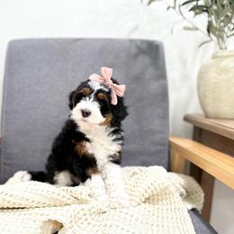Fawn - Tri-color female Bernedoodle puppy in Payson, Utah from The Puppy Nest