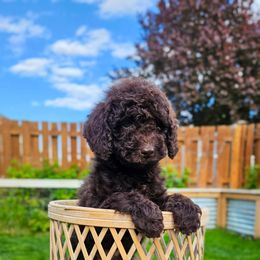 Waylon Jennings - Brown male Cockapoo puppy in Moses Lake, Washington from Macy Meadows Doodles
