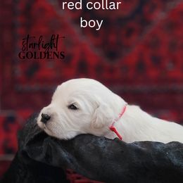 Golden Retriever Puppies from Starlight Goldens