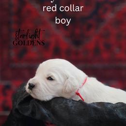 Golden Retriever Puppies from Starlight Goldens