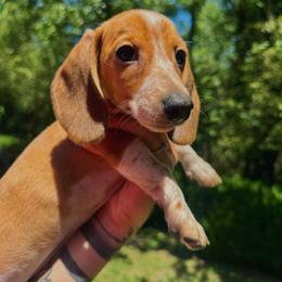 Peach - Red female Dachshund puppy in Augusta, Georgia from Cherokee Hill Dachshunds