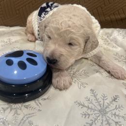 Romeo - White male Poodle puppy in Mobile, Alabama from Semmy’s Standard Poodle LLC