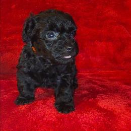HAVEN - Black male Maltipoo puppy in Palmdale, California from J Designer Puppies