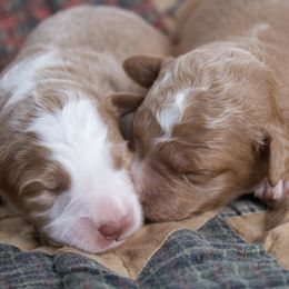 Female 2 - Red female Bernedoodle puppy in Belgreen, Alabama from Scott’s Farm Poodles and Doodles