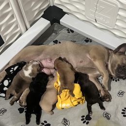 French Bulldog Puppies from Romeo & Juliet Frenchies
