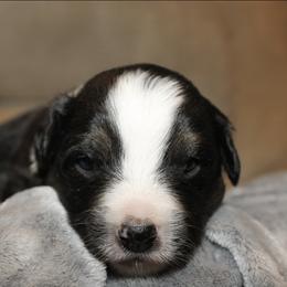 Romeo - Black tri male Miniature Australian Shepherd puppy in Kissee Mills, Missouri from Clinkenbeard Kennel