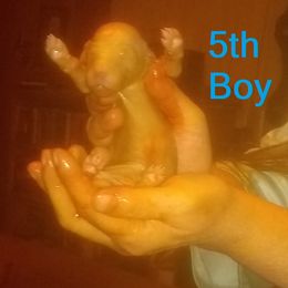 Poodle Puppies from Marilyn's Standard Poodles