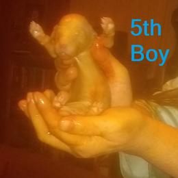 Poodle Puppies from Marilyn's Standard Poodles