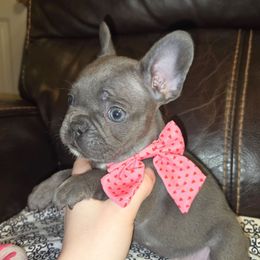 Annie - Blue female French Bulldog puppy in Graham, Washington from Olivia's Miniature Schnauzer's and French Bulldogs
