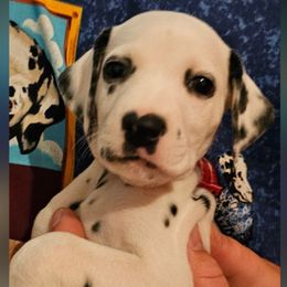 Brown (Puppy is Deaf) - White and black male Dalmatian puppy in Adamstown, Maryland from Sprinkled with Hearts Dalmatians