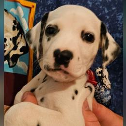 Brown (Puppy is Deaf) - White and black male Dalmatian puppy in Adamstown, Maryland from Sprinkled with Hearts Dalmatians