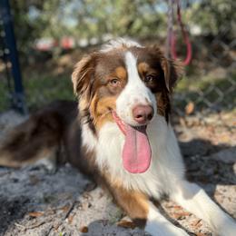 Jameson - Australian Shepherd