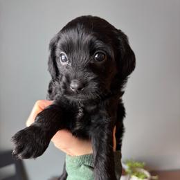 Ranger - Black male Cavapoo puppy in Battle Lake, Minnesota from Panda Puppies