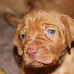 Vizsla Puppies from High Trail Connection