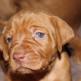 Vizsla Puppies from High Trail Connection
