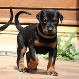 Doberman Pinscher Puppies from Schloss Velburg Dobermanns