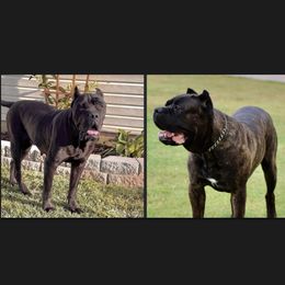 Cane Corso puppies from Silver Summit Cane Corso