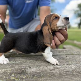 Boy 5 - Black tan and white male Basset Hound puppy in Hudson, Michigan from Bachman’s Kennel