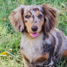 Australian Shepherds and Dachshunds from Twisted Acres Aussies and Dachshunds