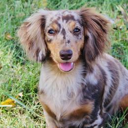 Australian Shepherds and Dachshunds from Twisted Acres Aussies and Dachshunds
