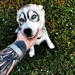 Siberian Husky Puppies from Hargaden Huskies