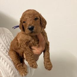 Bimba - Red  female Goldendoodle puppy in Naples, Florida from Goldendoodles Of Naples,INC