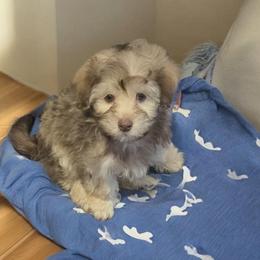 Teddy - Chocolate sable male Havapoo puppy in Medina, Ohio from Momma's Minis
