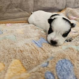 AKC CHAMPION BLOODLINE AUSTRALIAN CATTLE DOG PUPPY - GIRL 4 - Blue female Australian Cattle Dog puppy in Cassatt, South Carolina from B & E Farms