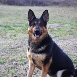Willow's Witch Of The Wilds Grimhilda - Black and red female German Shepherd puppy in Lucasville, Ohio from Trusting Hearts Kennel