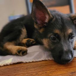 Yellow, Male - German Shepherd puppy from Jessica's German Shepherds