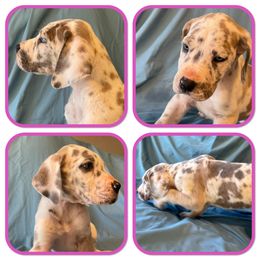 Girl 5 - Great Dane puppy in Mount Vernon, Illinois from Reagan’s Danes