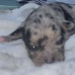 Mr spot charting 3-4lb 5500 maroon eyes - Merle male Chihuahua puppy in Las Vegas, Nevada from Quality Poms Chihuahua Yorkies of Las vegas