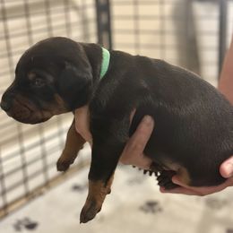 Boy 2 - Black and rust male Doberman Pinscher puppy in Vicksburg, Mississippi from Mississippi K9 Kennel