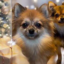 Australian Shepherds, Maltese, and Pomeranians from Destination Dalmatian