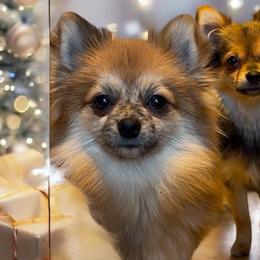 Australian Shepherds, Maltese, and Pomeranians from Destination Dalmatian