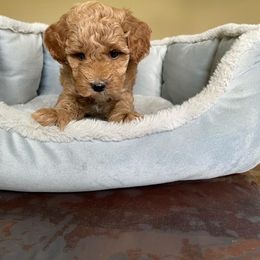Pekingese and Poodle Puppies from Dogs lovers
