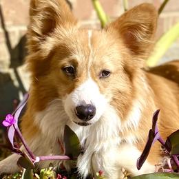 American Corgis and Pembroke Welsh Corgis from Velvet Corgis
