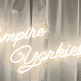 Shih Tzus, Shorkies, and Yorkshire Terriers from Empire Yorkies