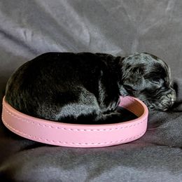 Fenloch Kismet - Black female English Cocker Spaniel puppy in Phillips, Nebraska from Fenloch Gundogs